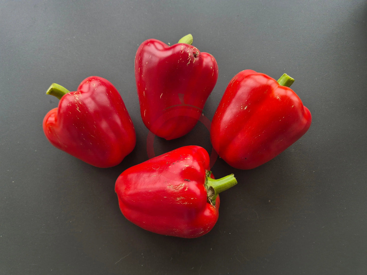 Scythian DER TOMATENFLÜSTERER