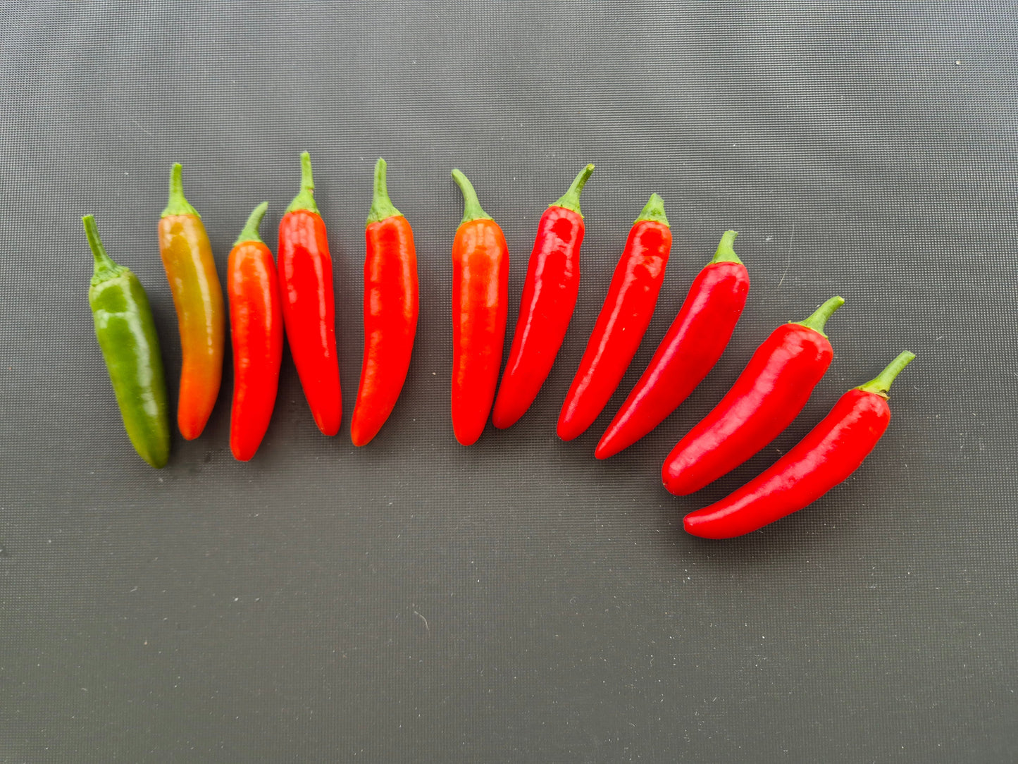 Serrano Tampiqueno DER TOMATENFLÜSTERER