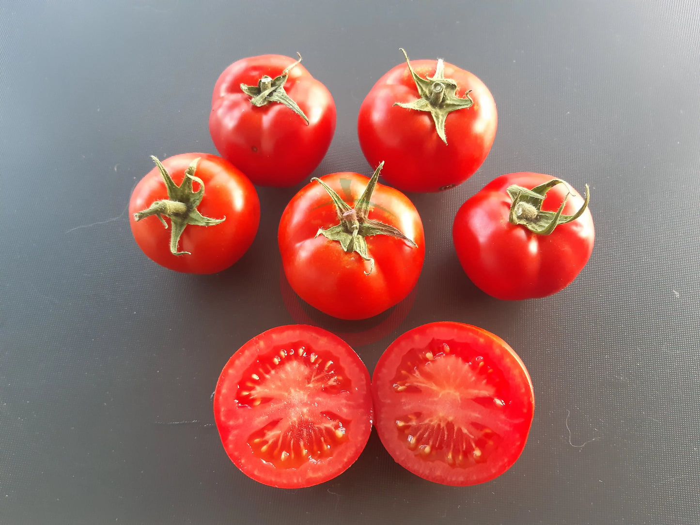 Seven Gnomes DER TOMATENFLÜSTERER