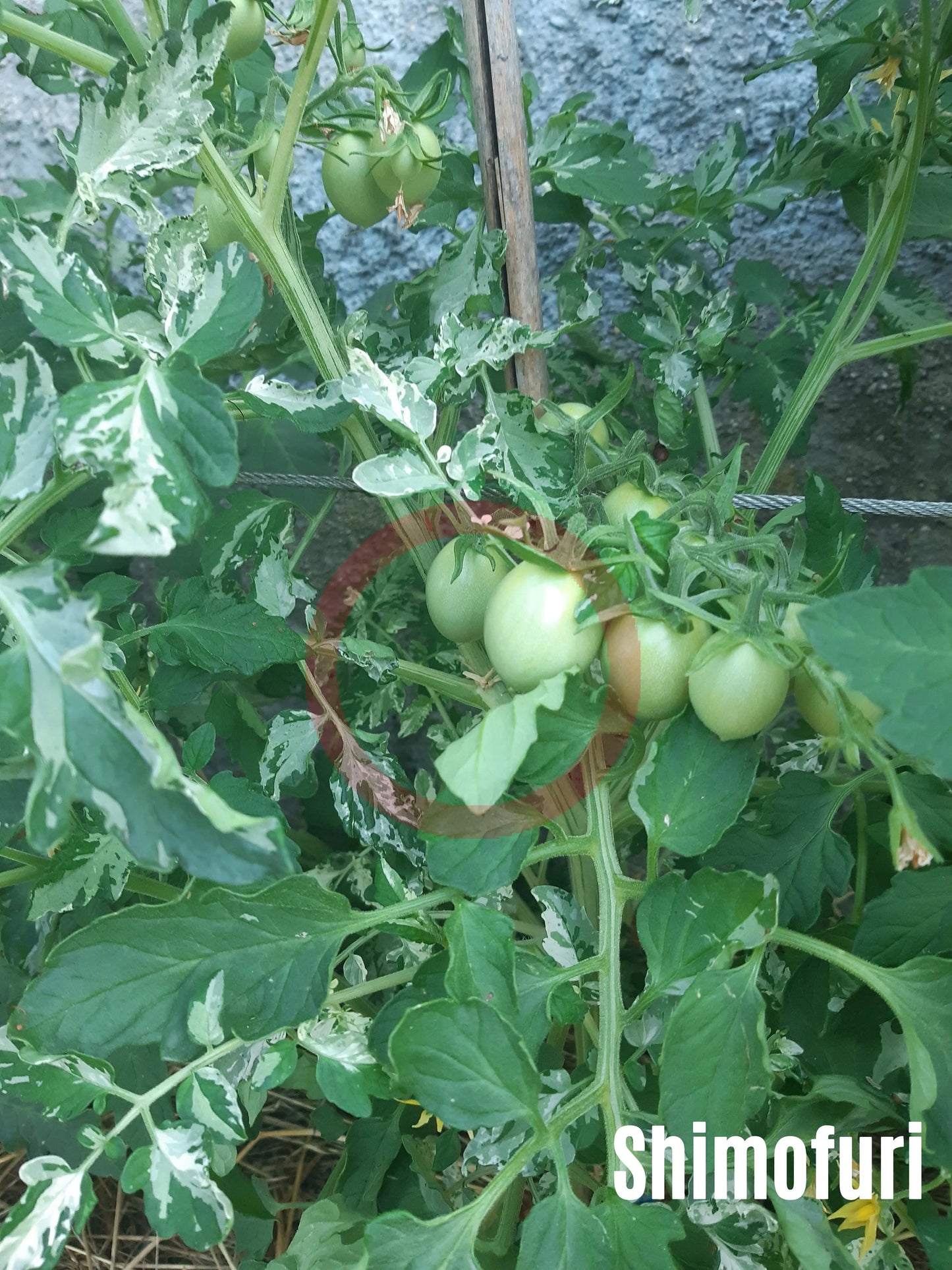 Shimofuri DER TOMATENFLÜSTERER