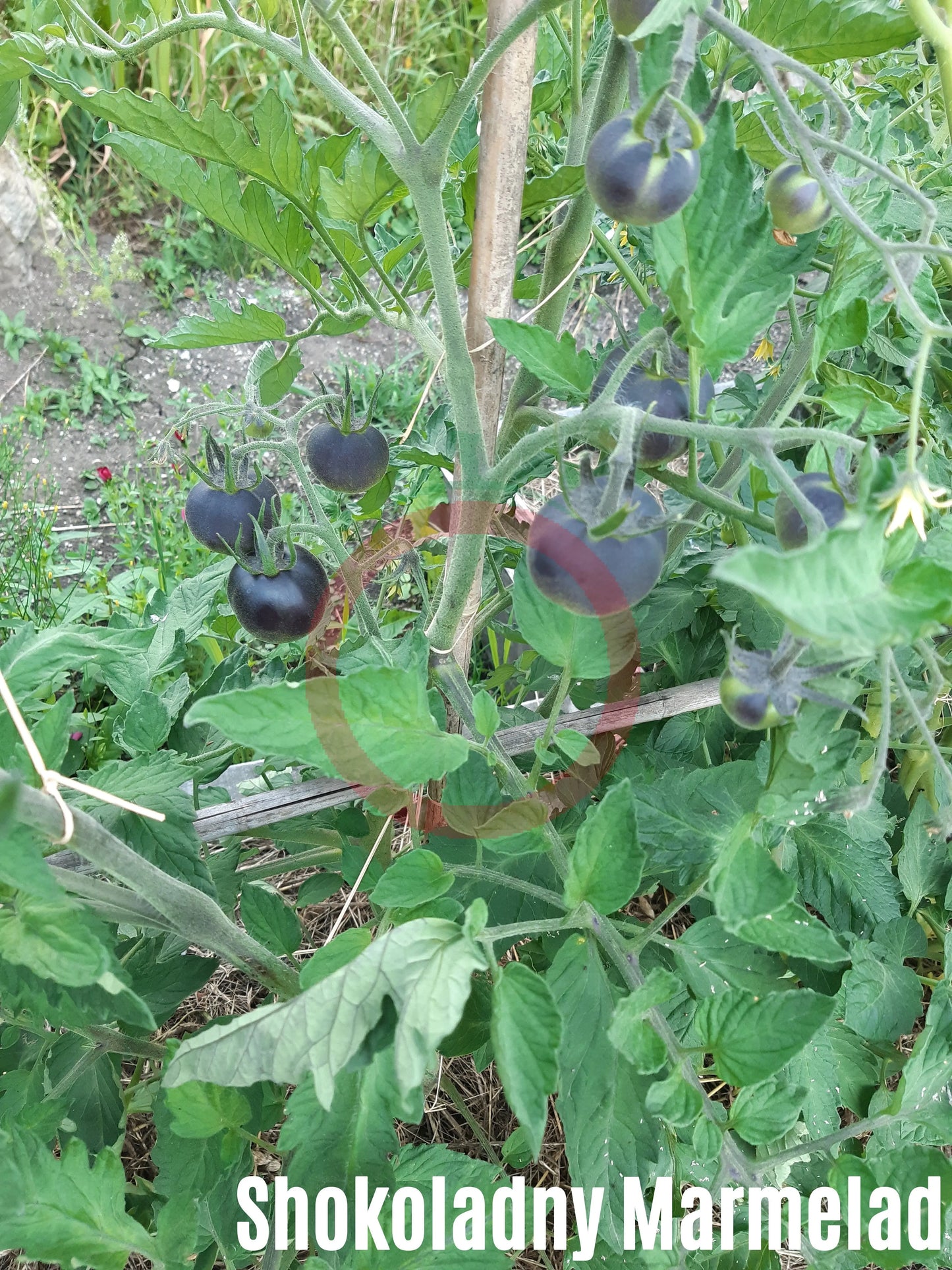 Shokoladnyy Marmelad DER TOMATENFLÜSTERER
