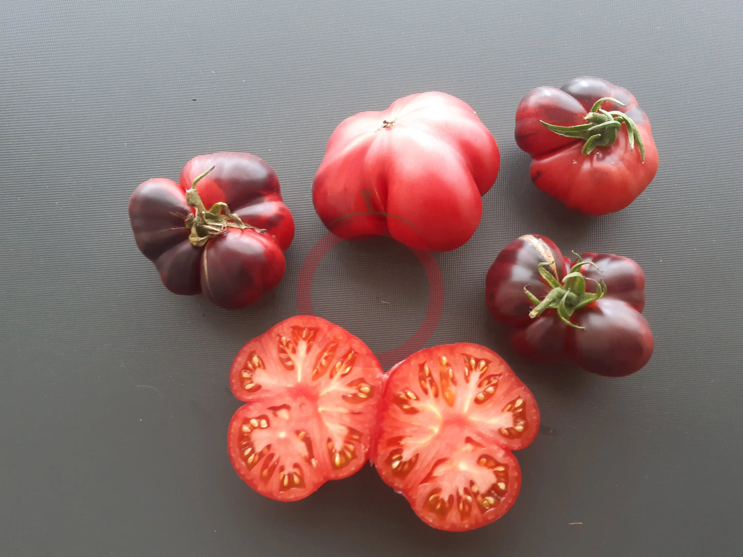 Siberian Tiger DER TOMATENFLÜSTERER