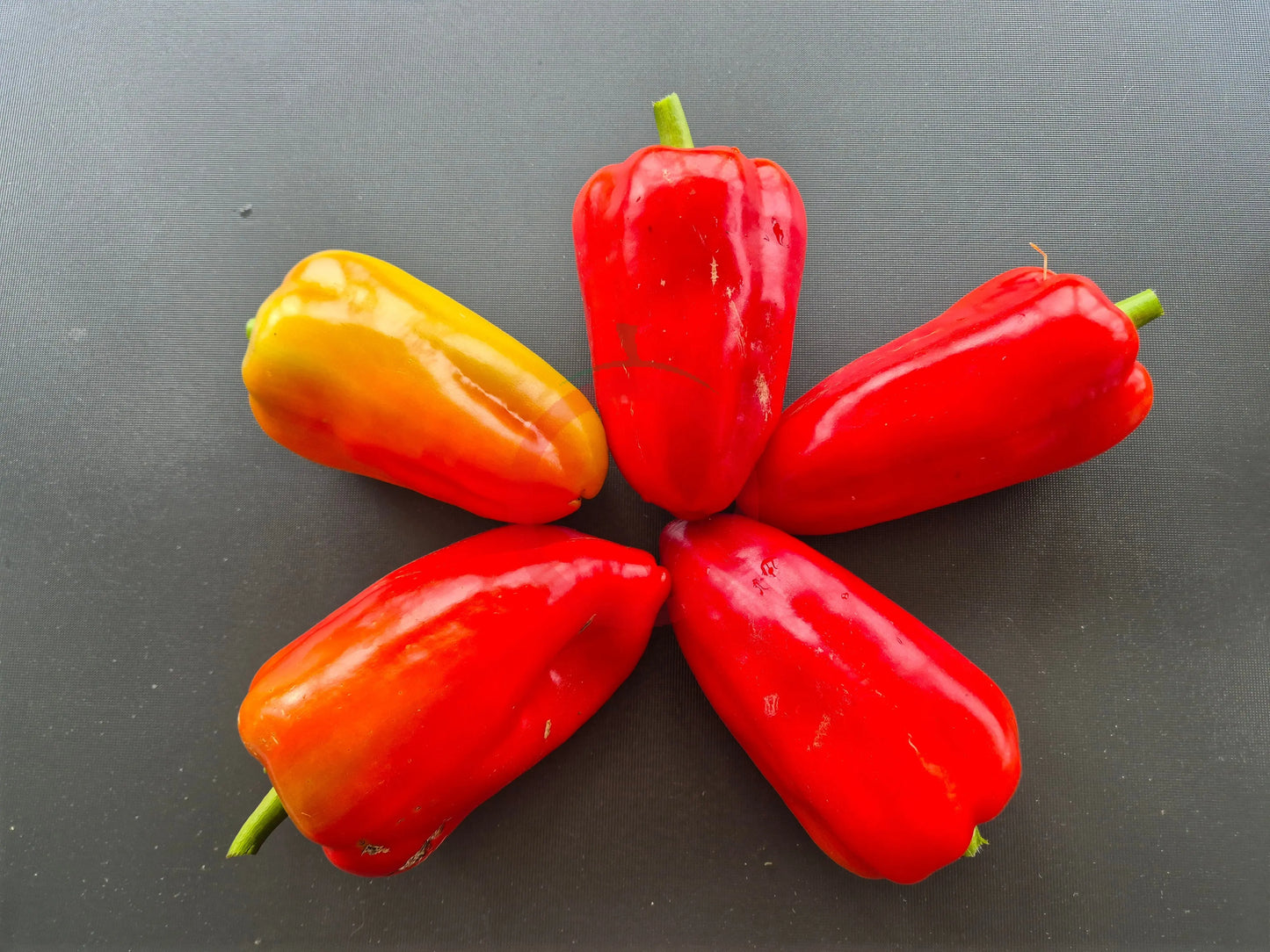 Sibirskiy Kynaz DER TOMATENFLÜSTERER