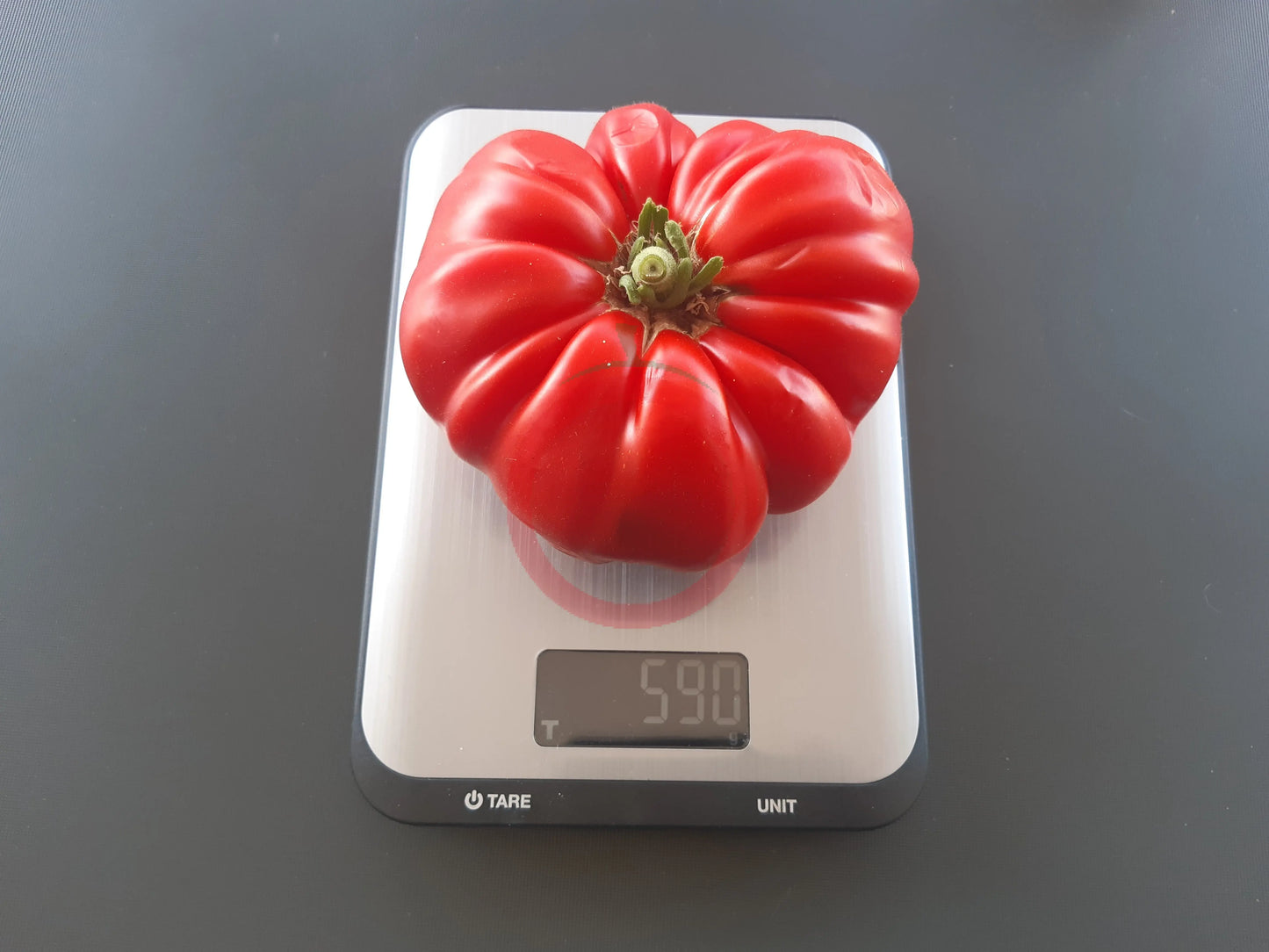 Sicilian Saucer DER TOMATENFLÜSTERER