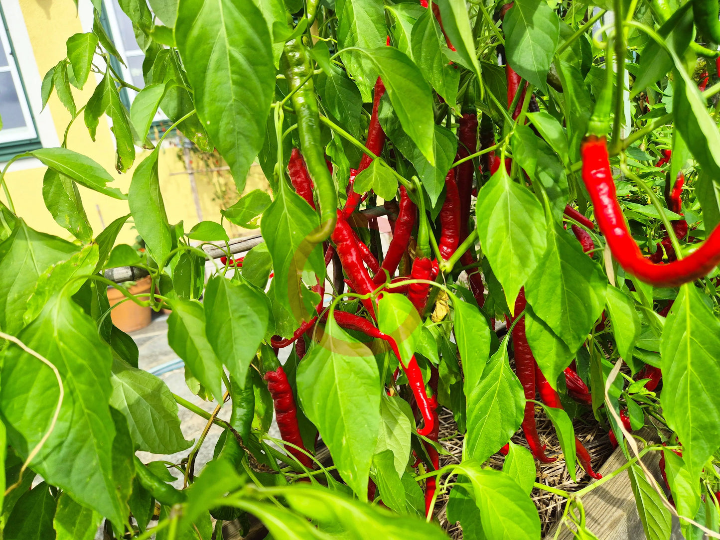 Sigaretta di Bergamo DER TOMATENFLÜSTERER