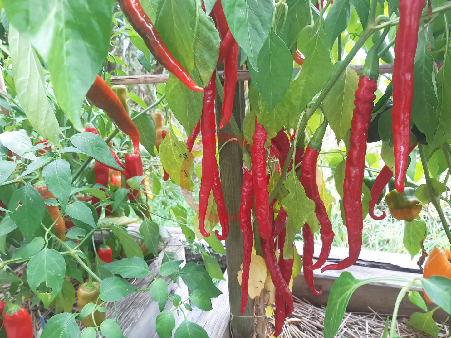 Sigaretta di Bergamo DER TOMATENFLÜSTERER