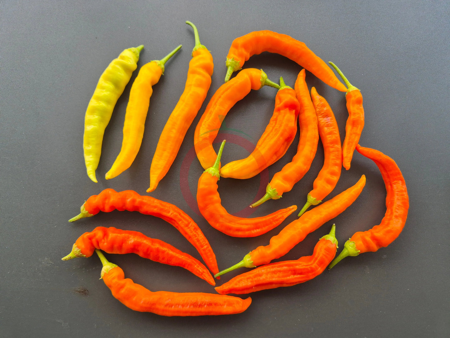 Sili-A-Top DER TOMATENFLÜSTERER