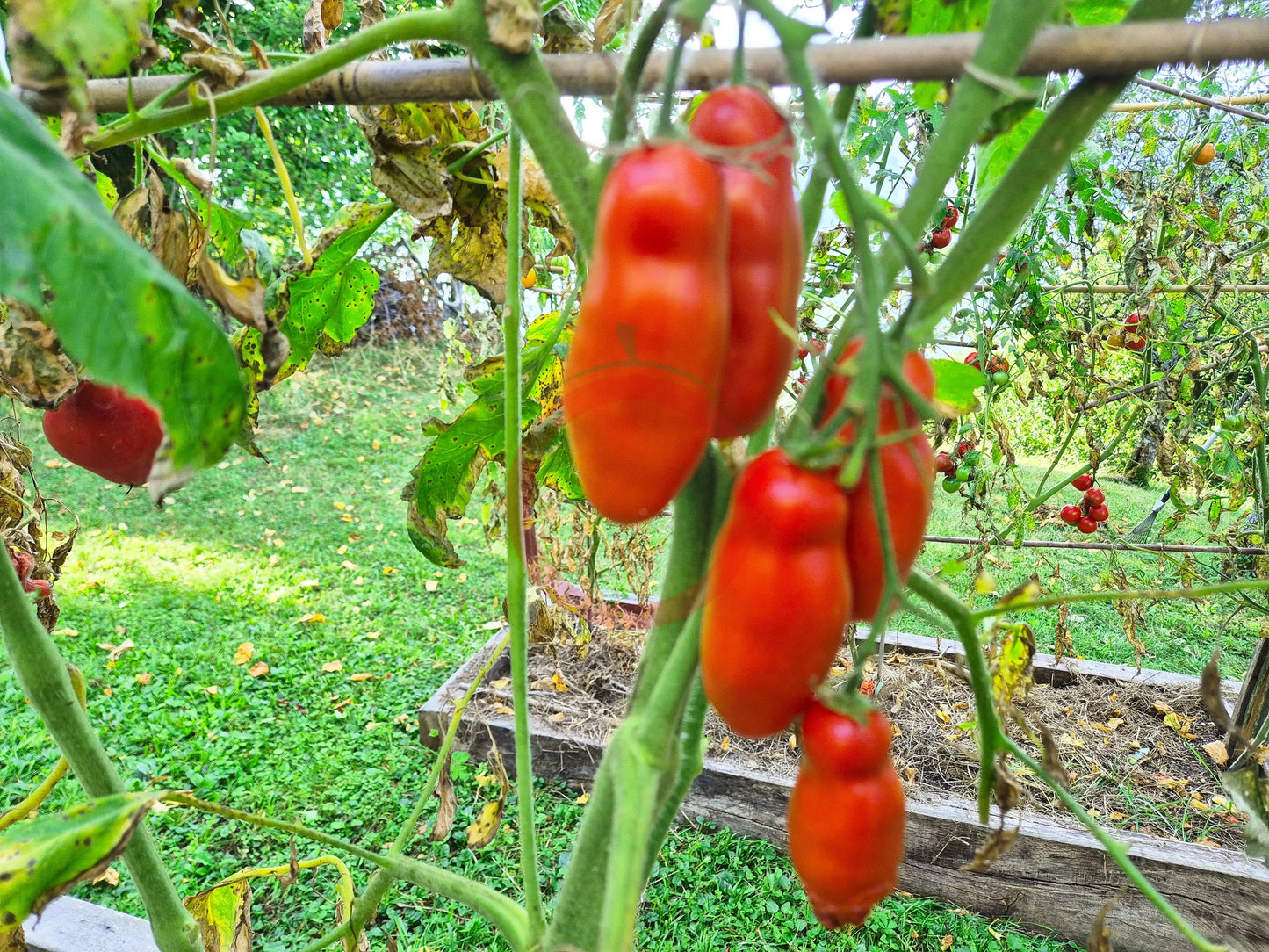 Smiley Worms DER TOMATENFLÜSTERER