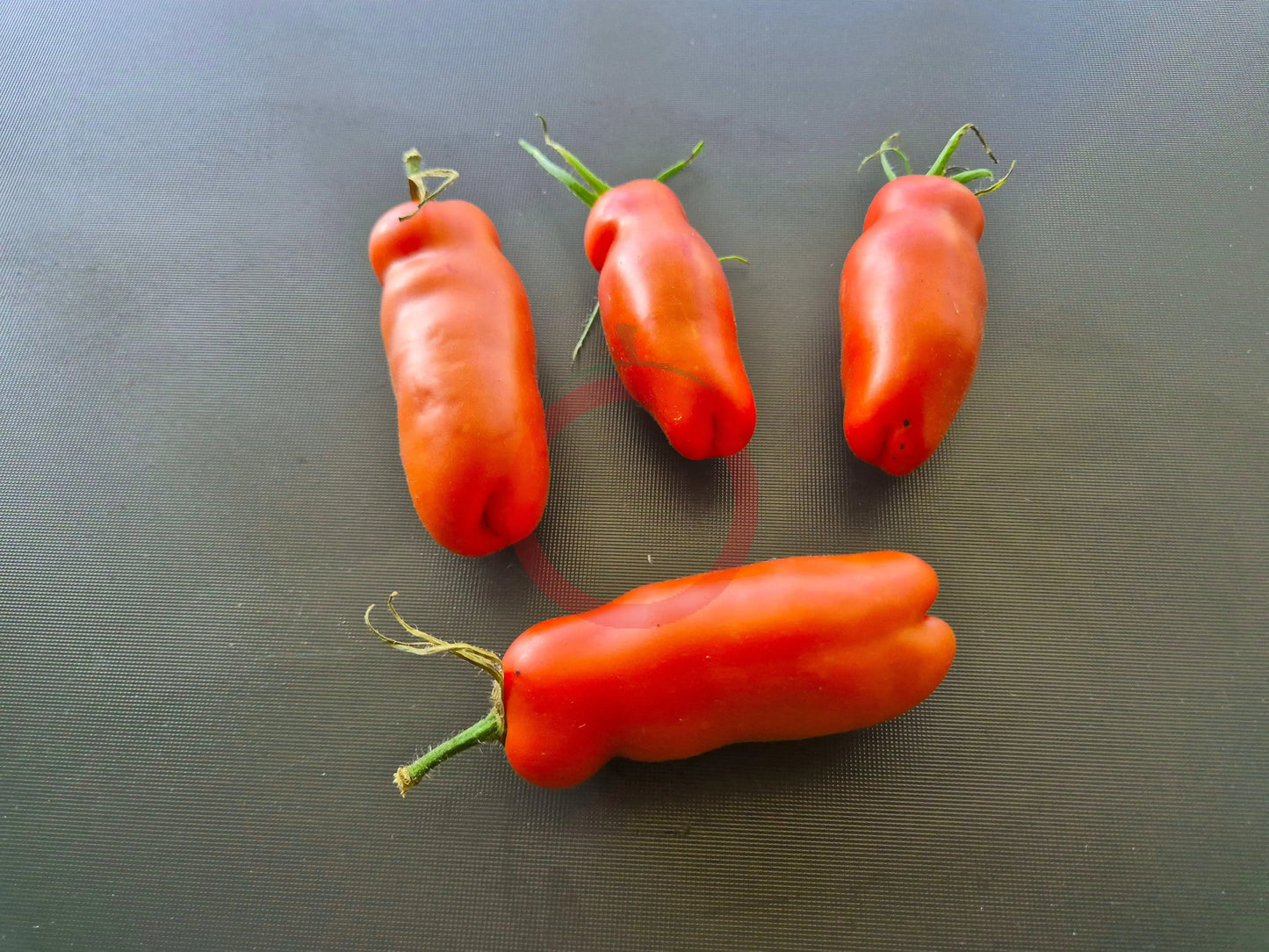 Smiley Worms DER TOMATENFLÜSTERER