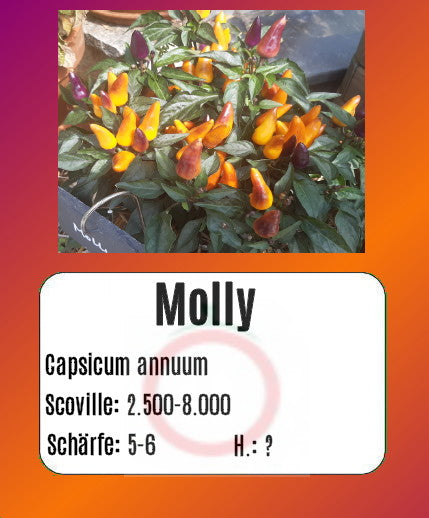 Sortenset Chilis 2025 DER TOMATENFLÜSTERER