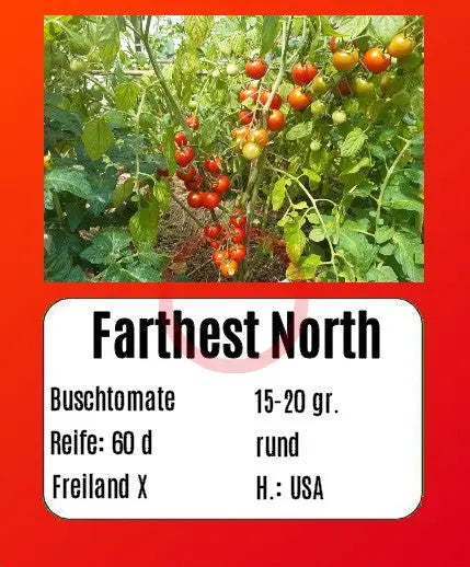 Sortenset Robuste Freilandsorten DER TOMATENFLÜSTERER