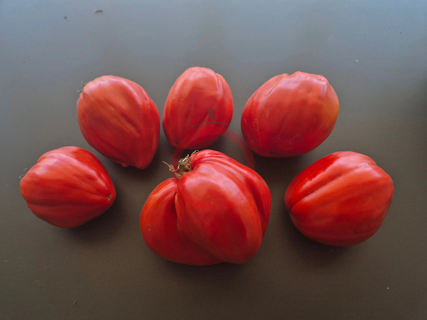 Spadone Gigante DER TOMATENFLÜSTERER