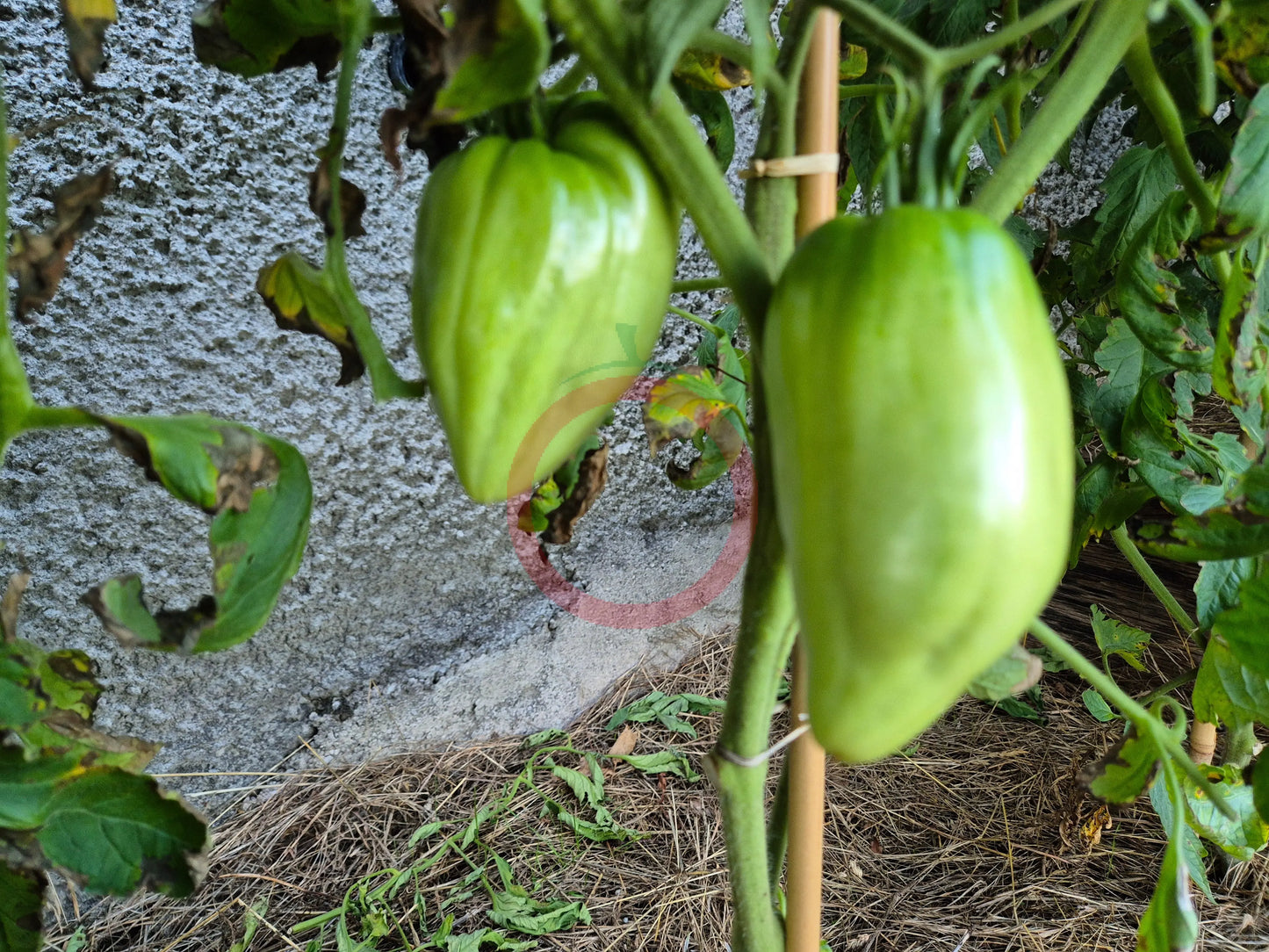Spadone Gigante DER TOMATENFLÜSTERER