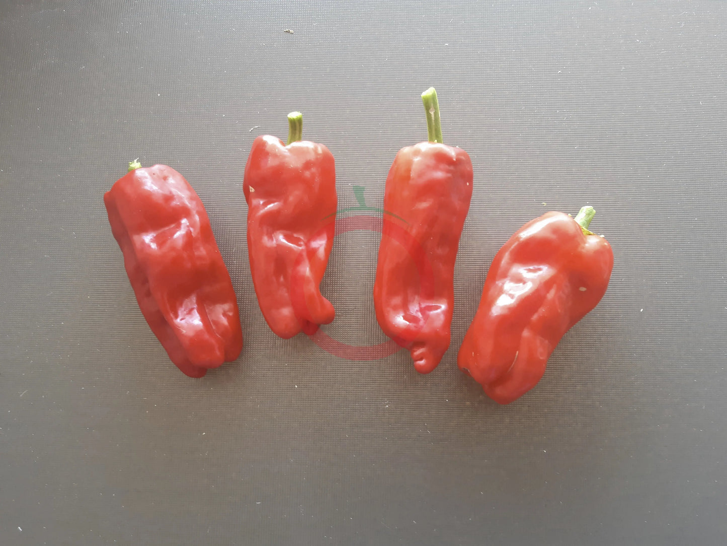 Stavros DER TOMATENFLÜSTERER