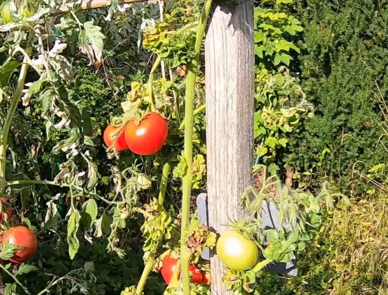 Stick DER TOMATENFLÜSTERER