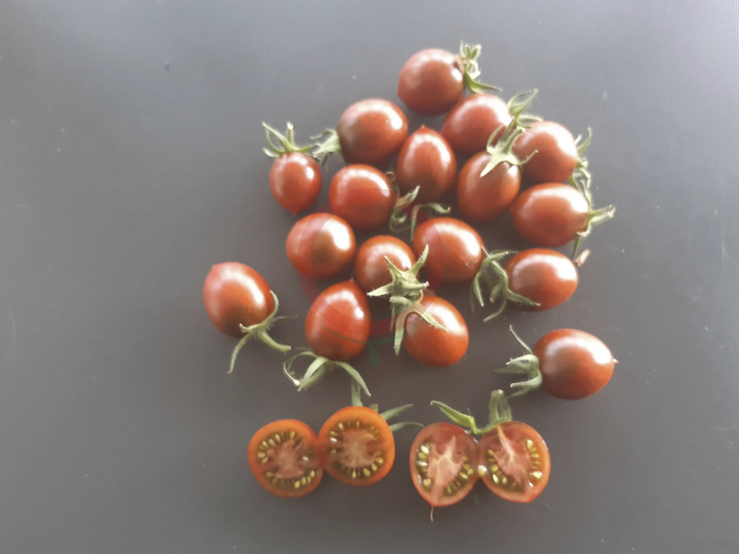 Stormin Norman DER TOMATENFLÜSTERER
