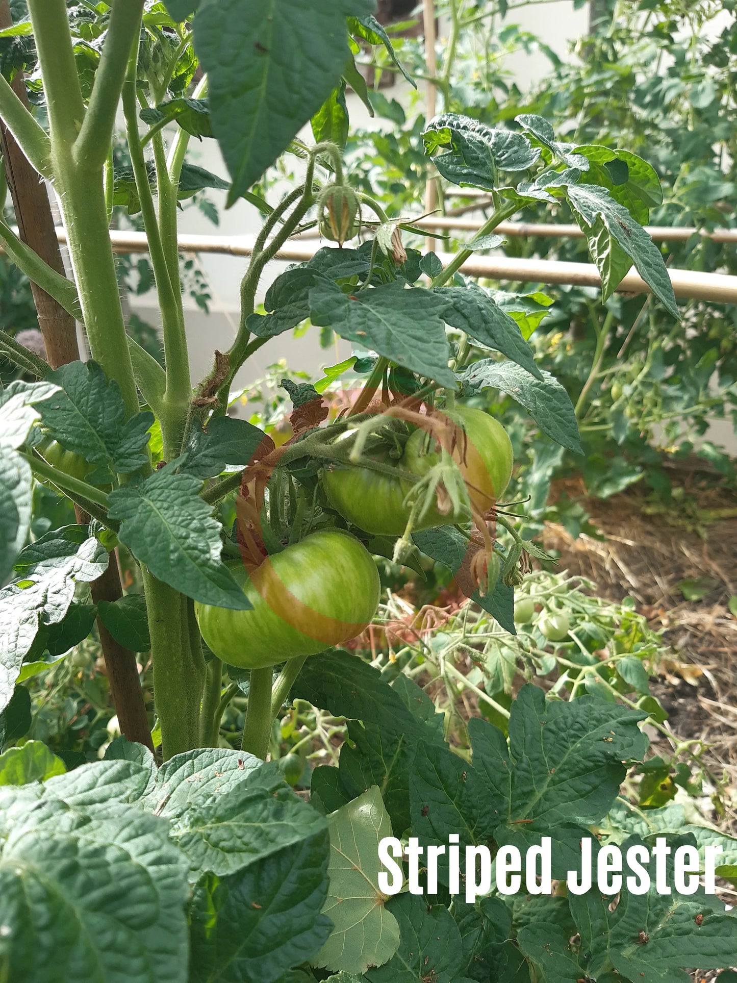 Striped Jester DER TOMATENFLÜSTERER