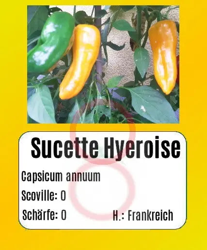 Sucette Hyéroise DER TOMATENFLÜSTERER