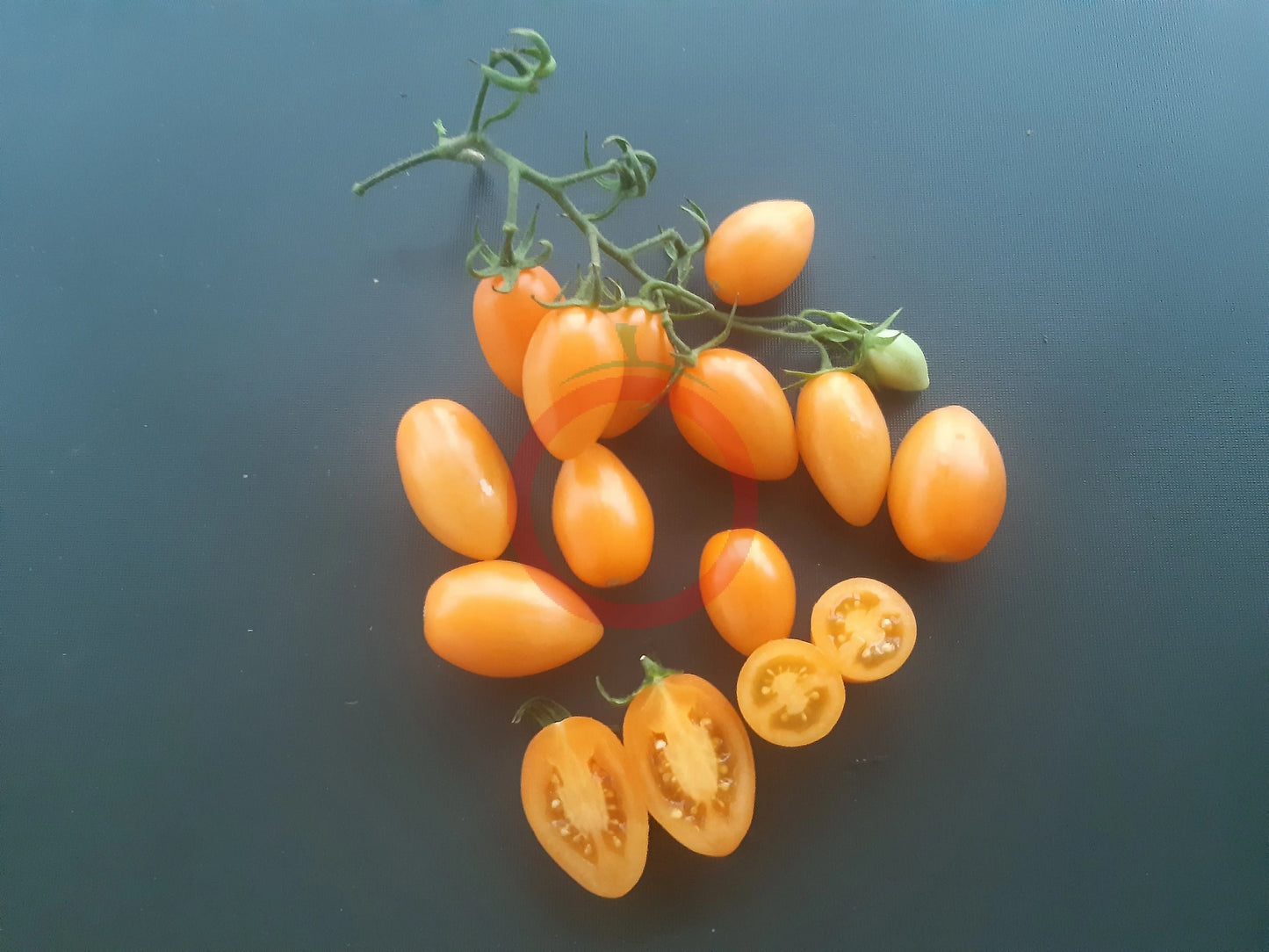 Sweet Cream DER TOMATENFLÜSTERER