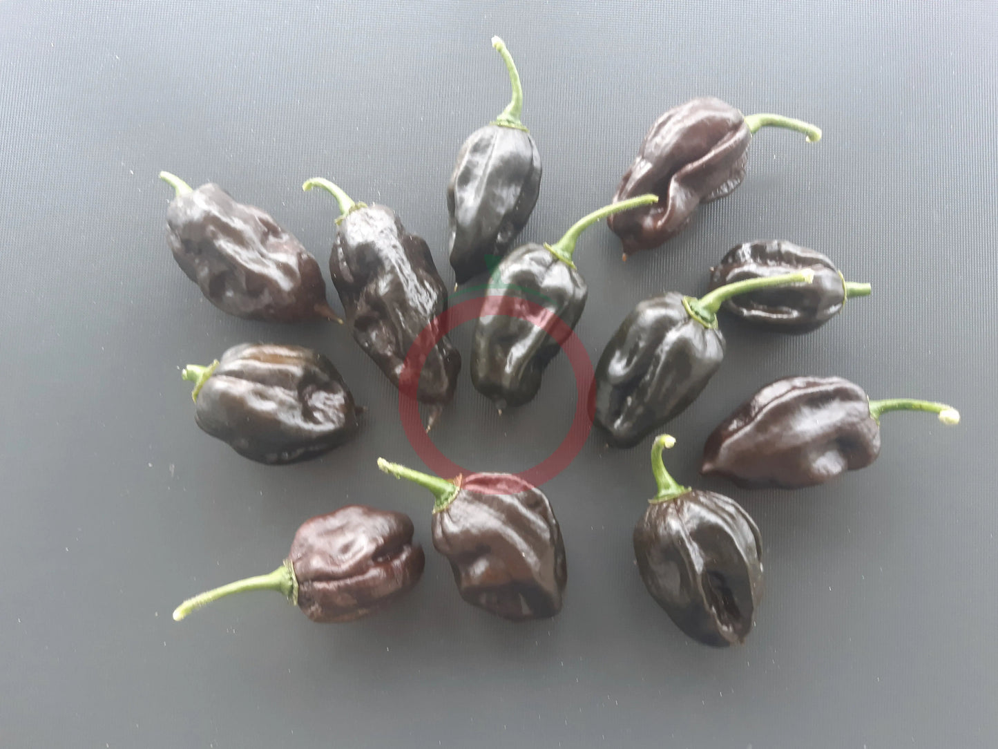 Swiss Chocolate DER TOMATENFLÜSTERER