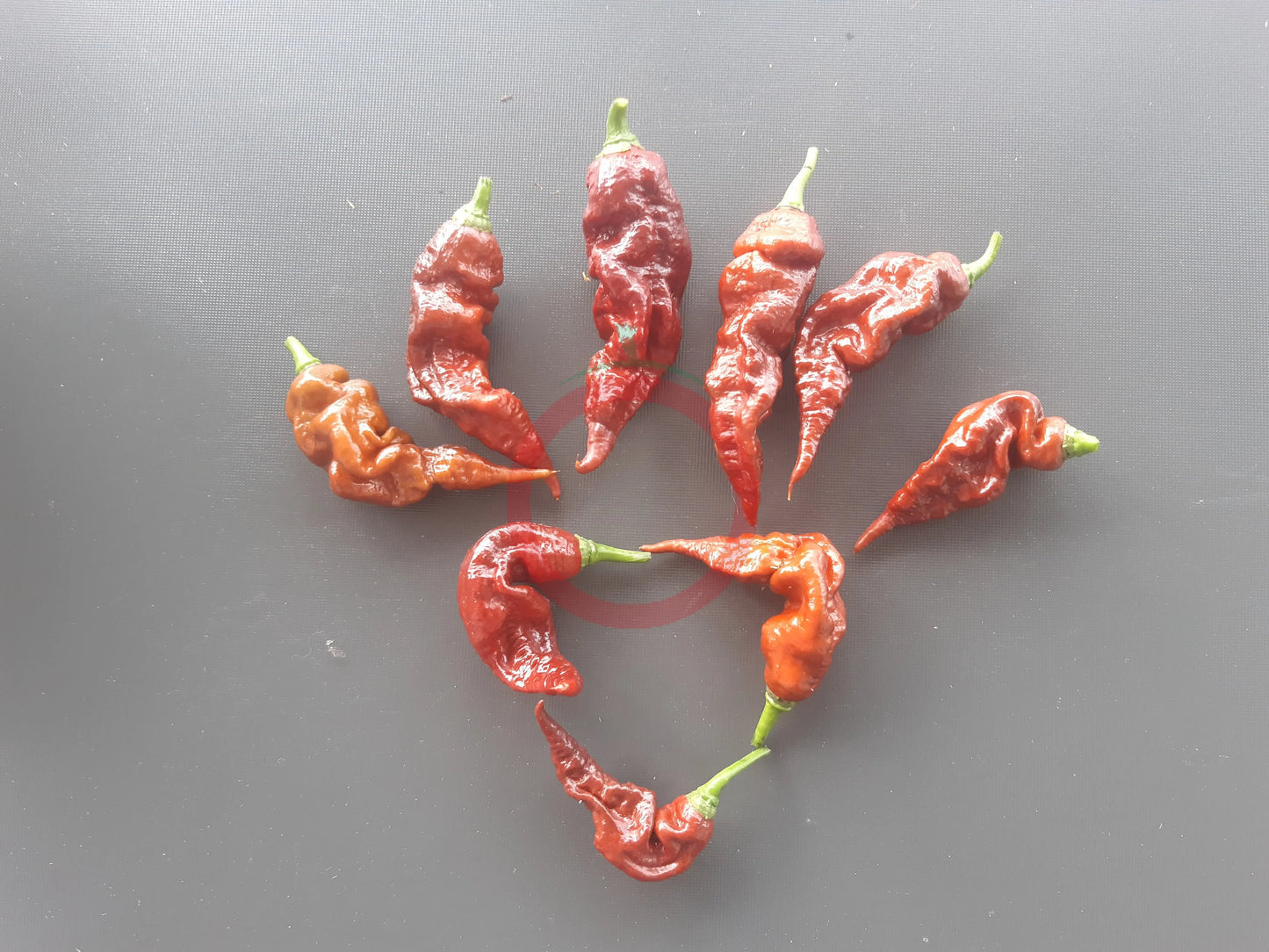 T-Rex Cocolate DER TOMATENFLÜSTERER