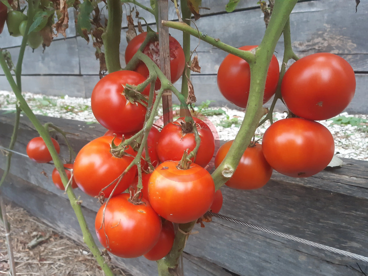 Tadesse DER TOMATENFLÜSTERER