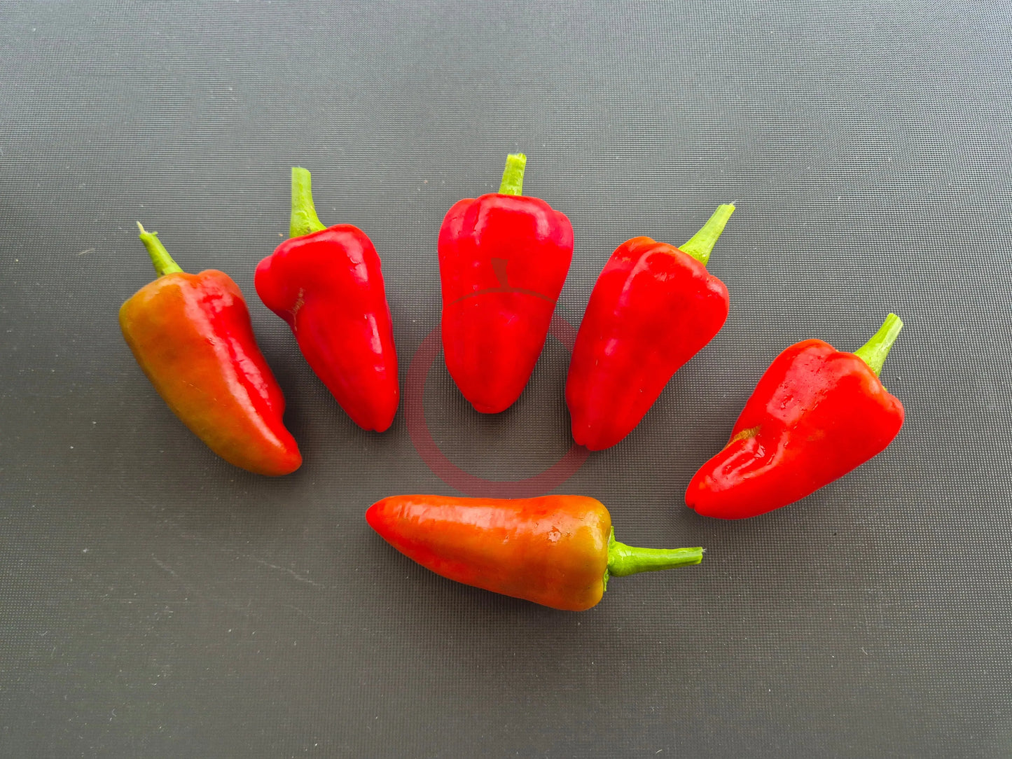 Tap de Cortí DER TOMATENFLÜSTERER