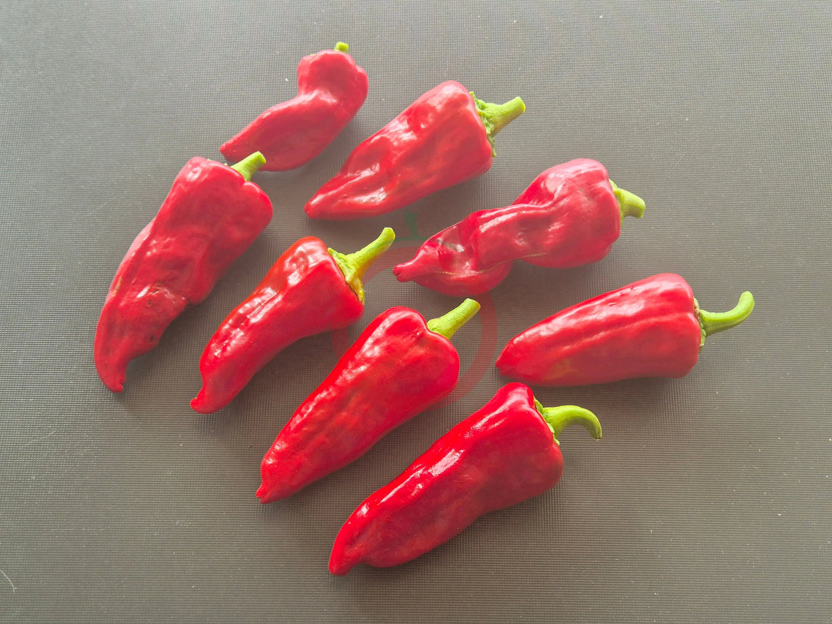 Tarahumara DER TOMATENFLÜSTERER