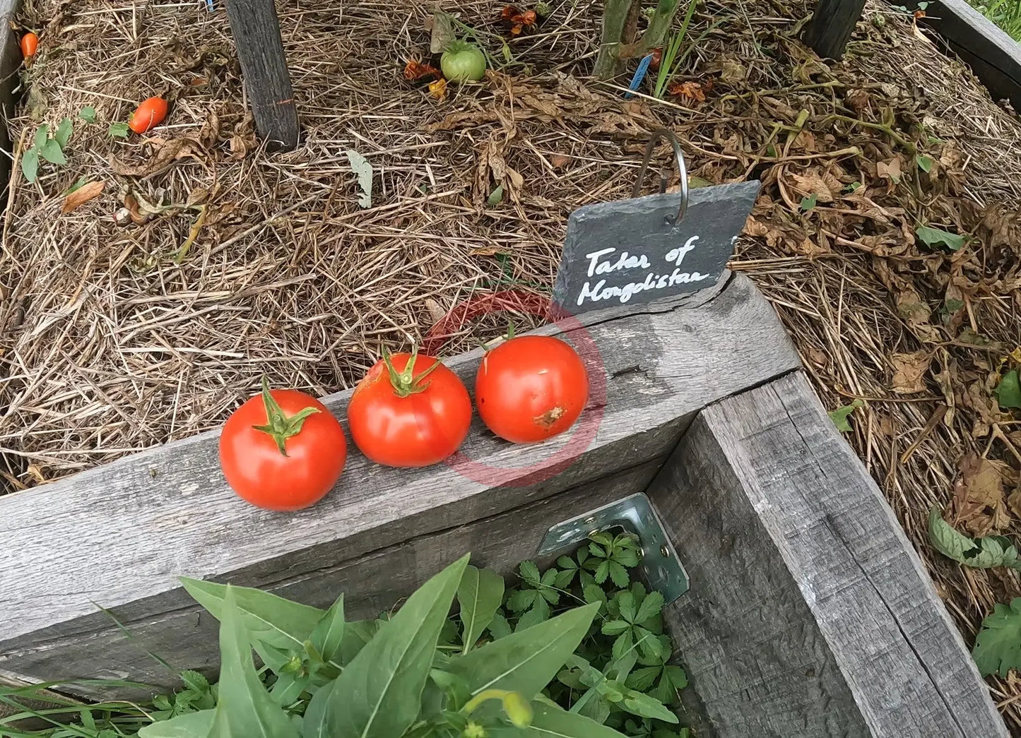 Tatar of Mongolistan DER TOMATENFLÜSTERER