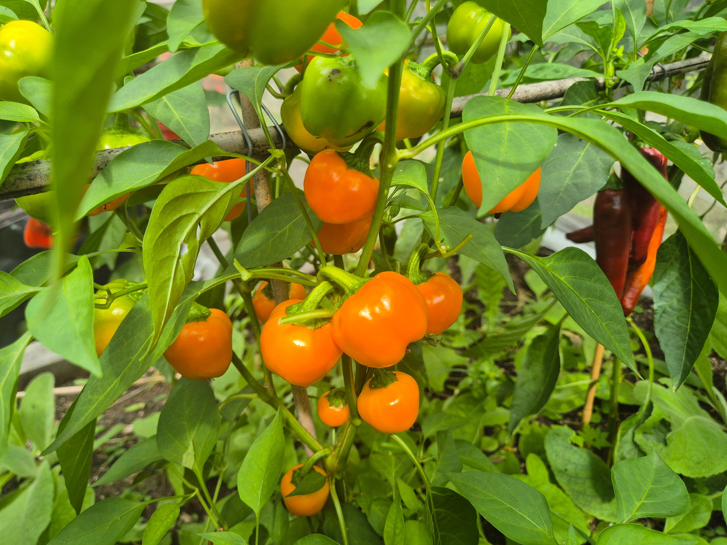 Tema DER TOMATENFLÜSTERER