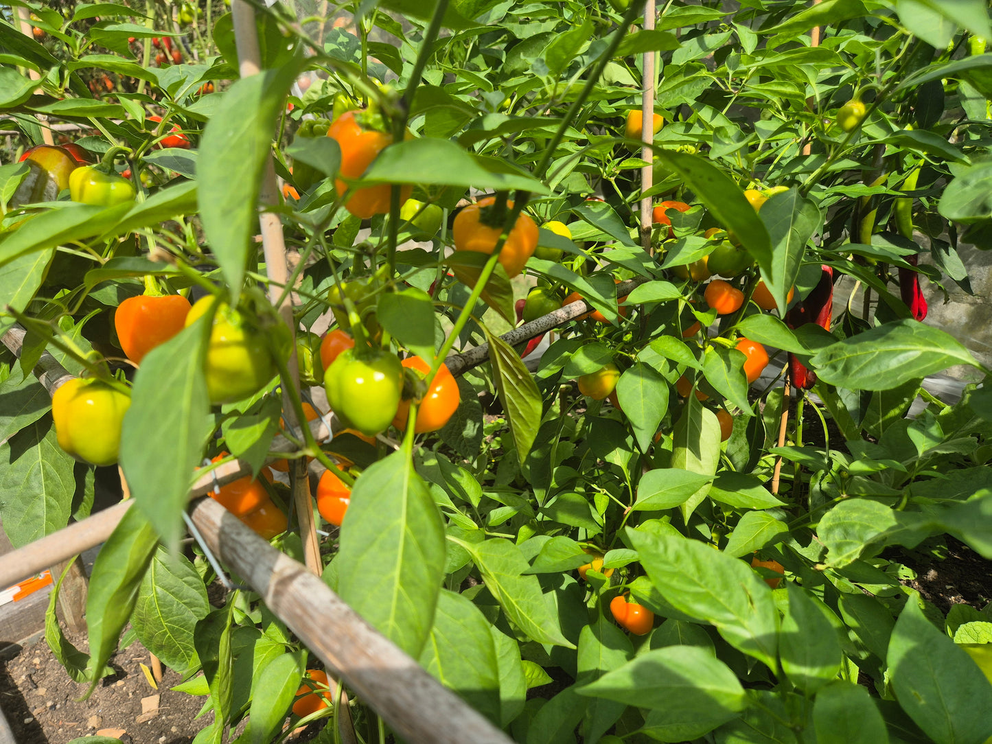 Tema DER TOMATENFLÜSTERER