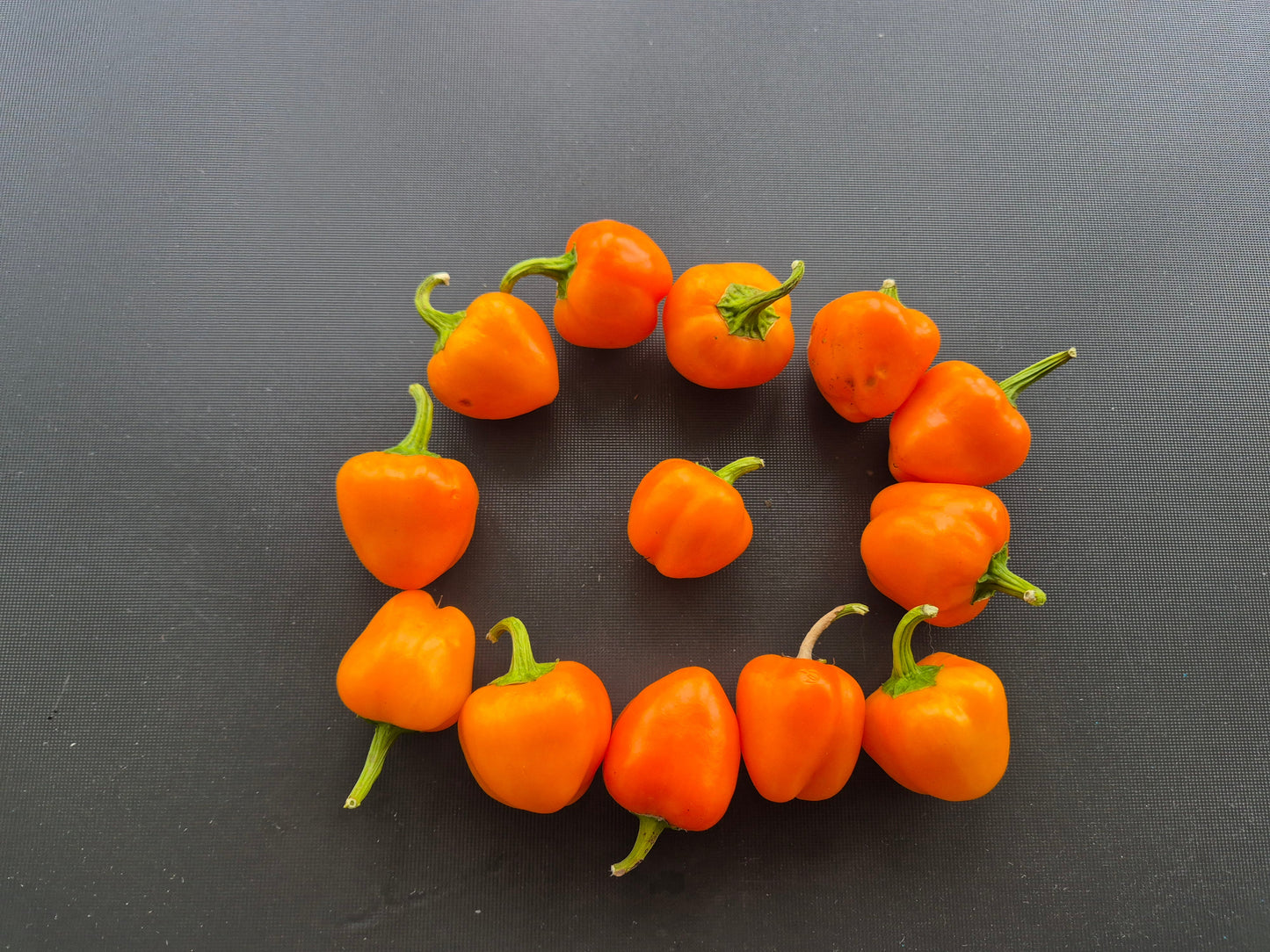 Tema DER TOMATENFLÜSTERER