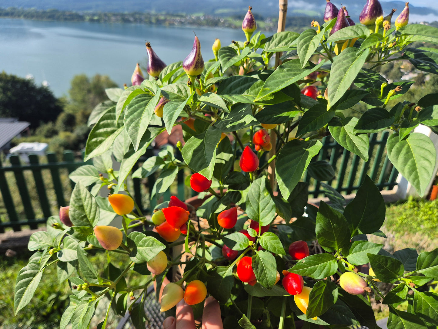 Tennessee Tear Drop DER TOMATENFLÜSTERER