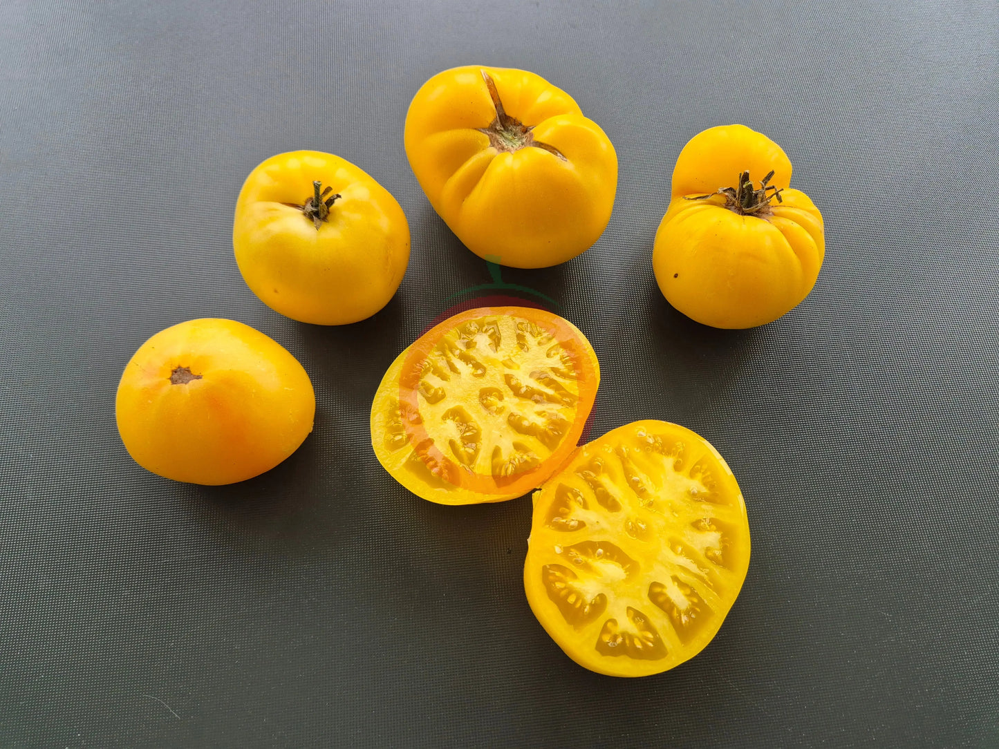 Thorburn´s Lemon Blush DER TOMATENFLÜSTERER