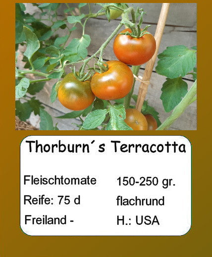 Thorburn´s Terracotta DER TOMATENFLÜSTERER
