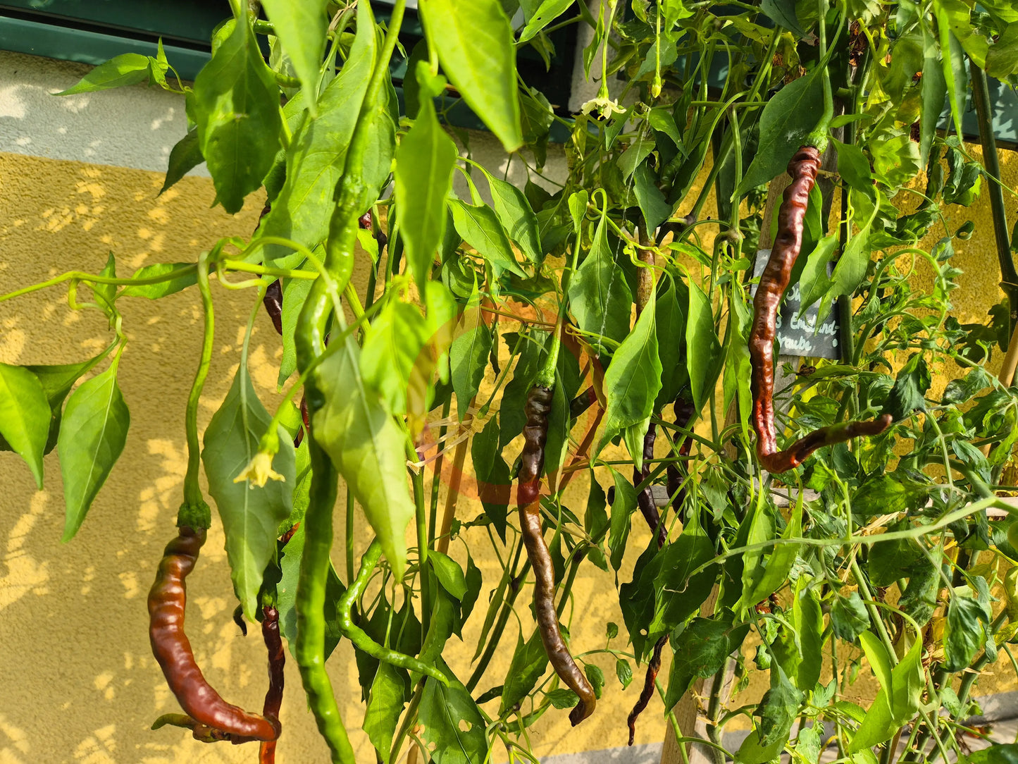 Thunder Cacho Brown DER TOMATENFLÜSTERER