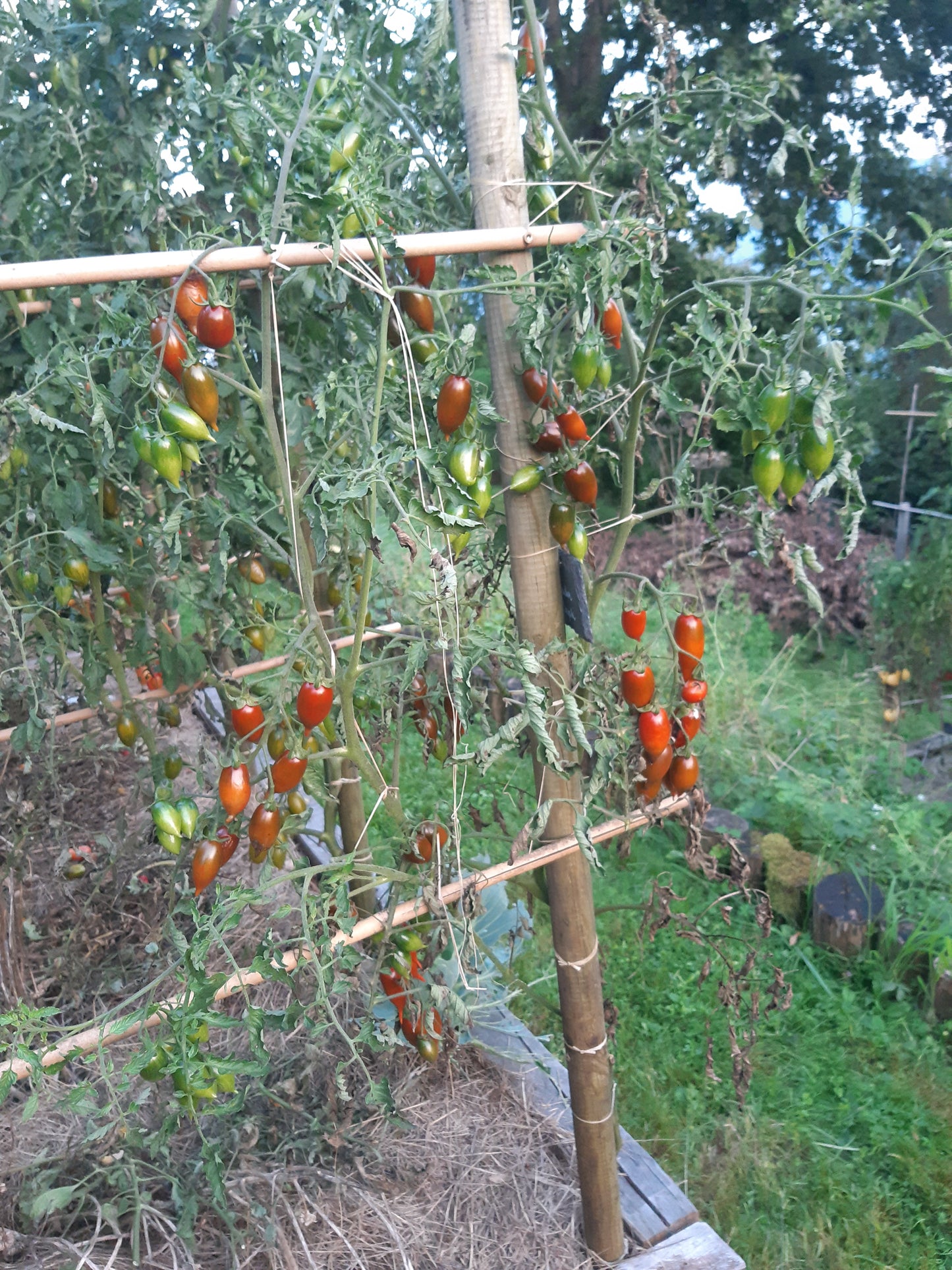 Tiger Zebra DER TOMATENFLÜSTERER
