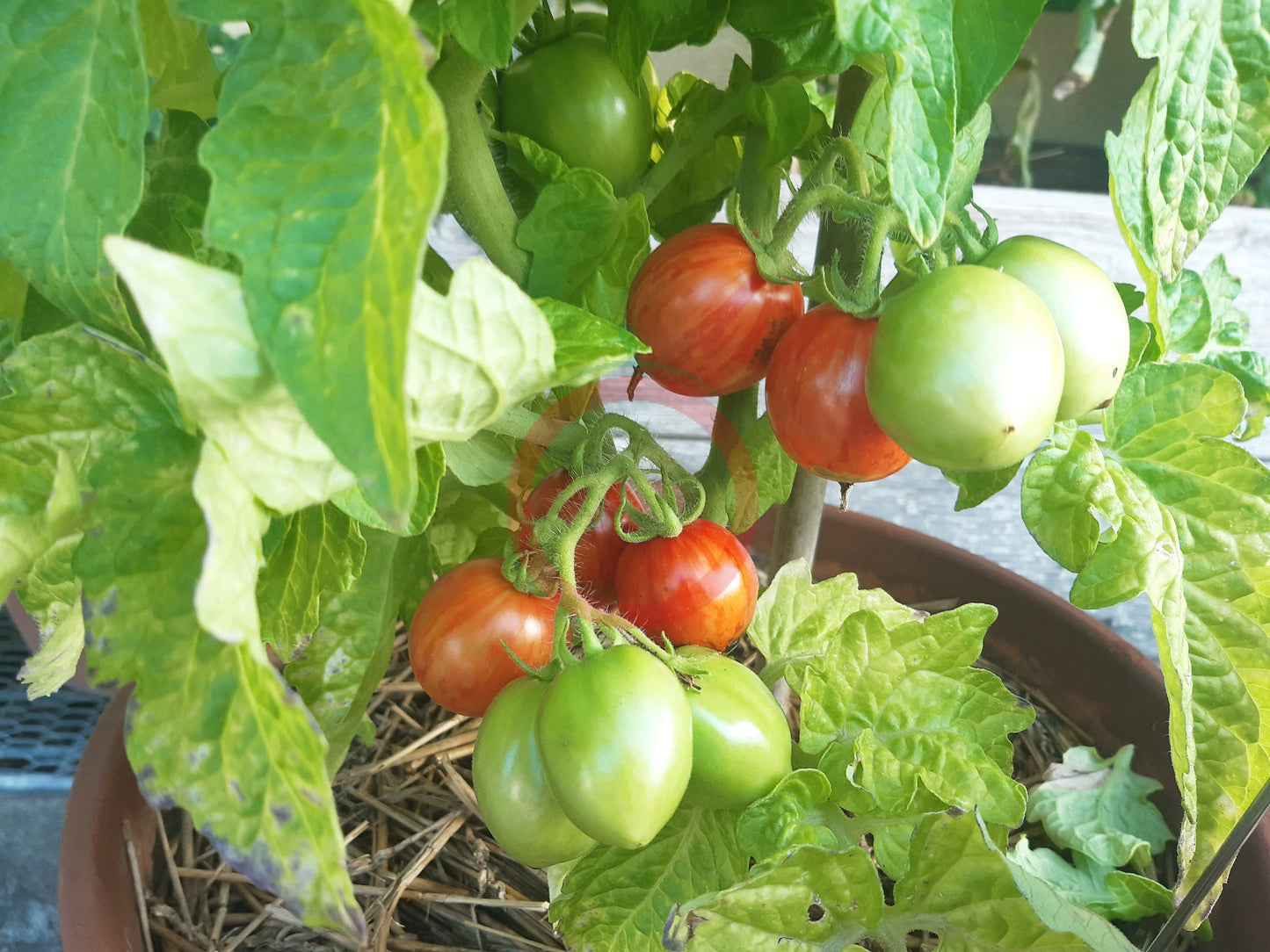 Tigerette DER TOMATENFLÜSTERER