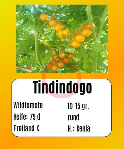 Tindindogo DER TOMATENFLÜSTERER