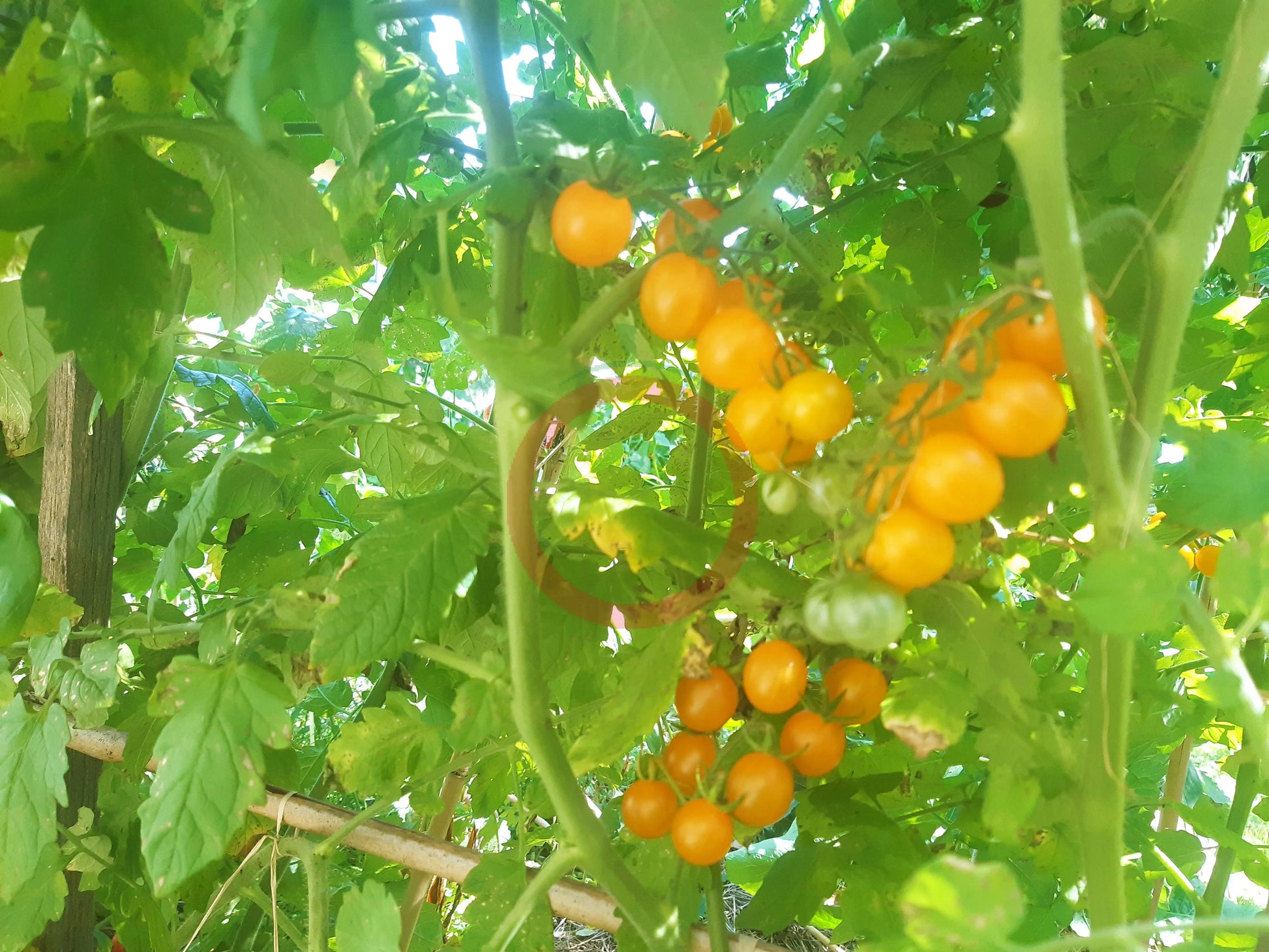 Tindindogo DER TOMATENFLÜSTERER