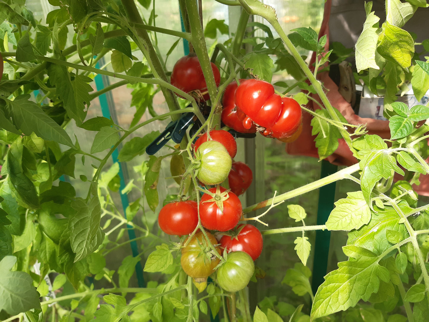 Togorific Mini DER TOMATENFLÜSTERER