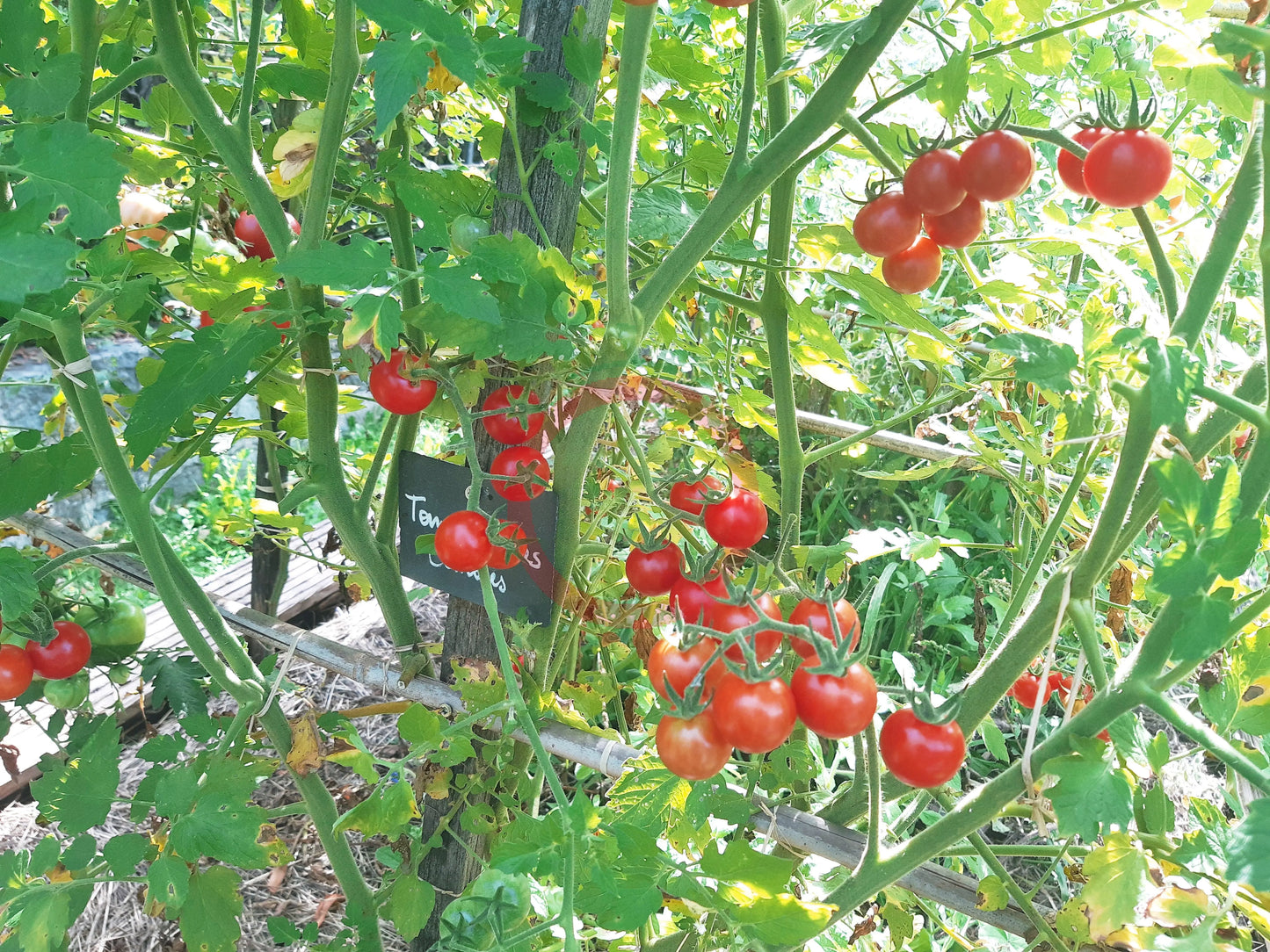 Tomadose des Comores DER TOMATENFLÜSTERER