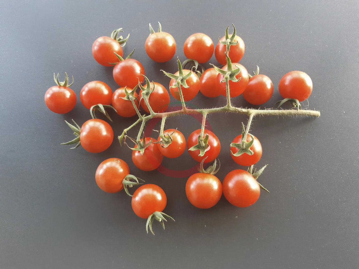 Tomadose des Comores DER TOMATENFLÜSTERER