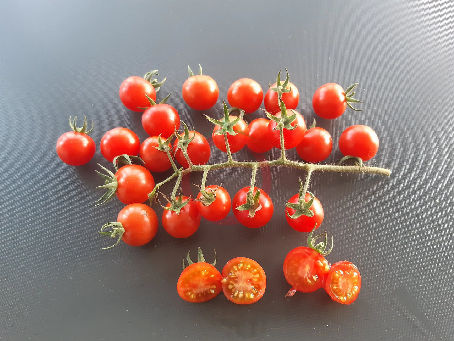 Tomadose des Comores DER TOMATENFLÜSTERER