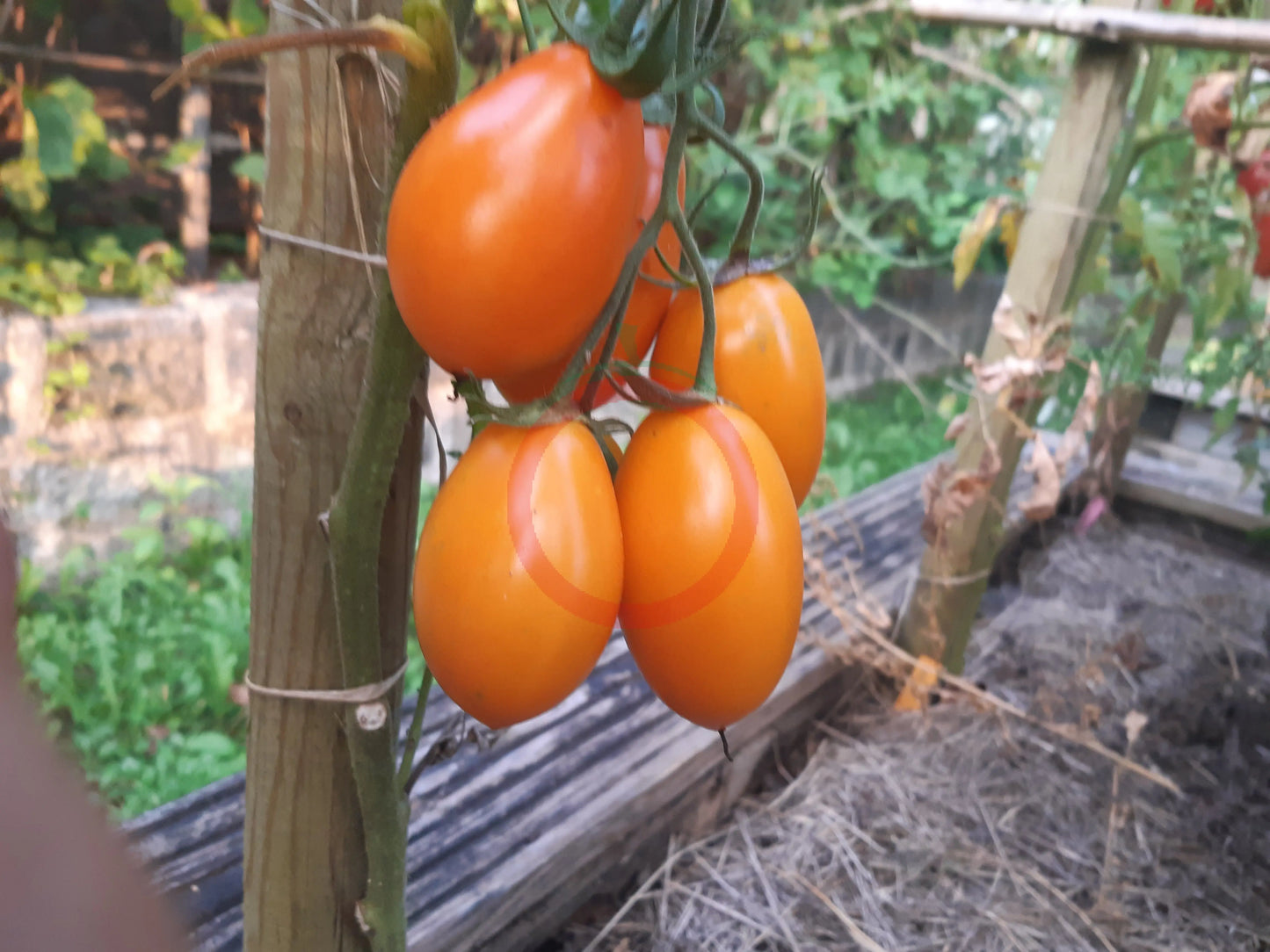 Tomate aus Ameis DER TOMATENFLÜSTERER