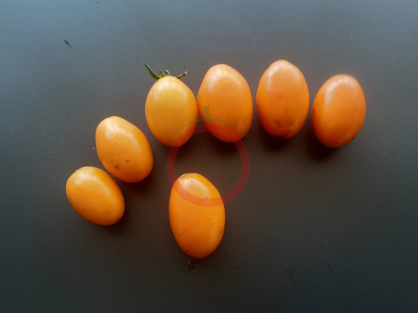 Tomate aus Ameis DER TOMATENFLÜSTERER