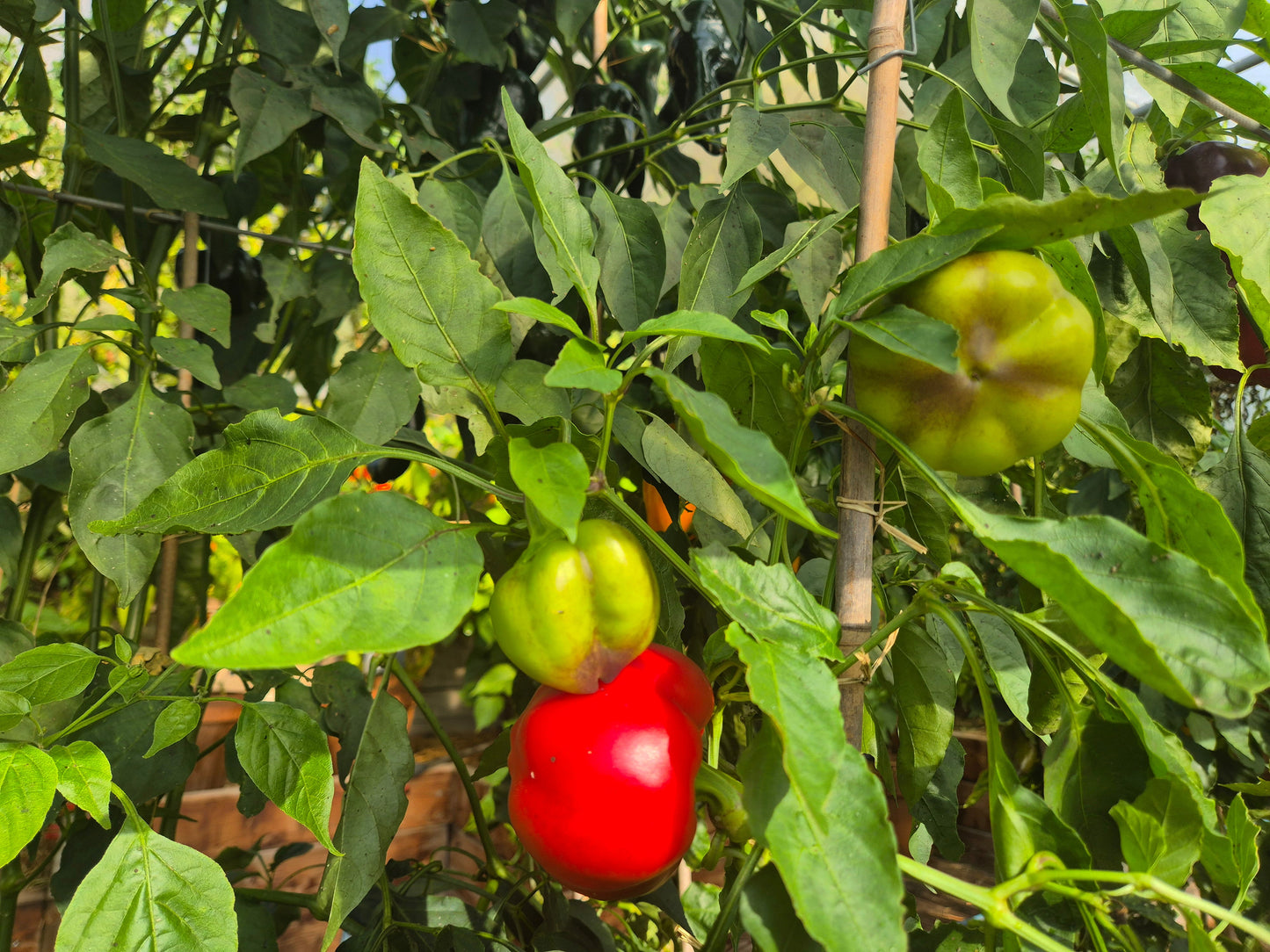 Top Girl DER TOMATENFLÜSTERER