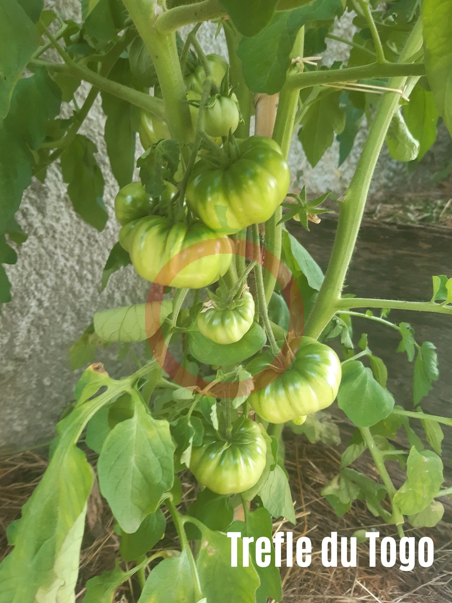 Trefle du Togo DER TOMATENFLÜSTERER