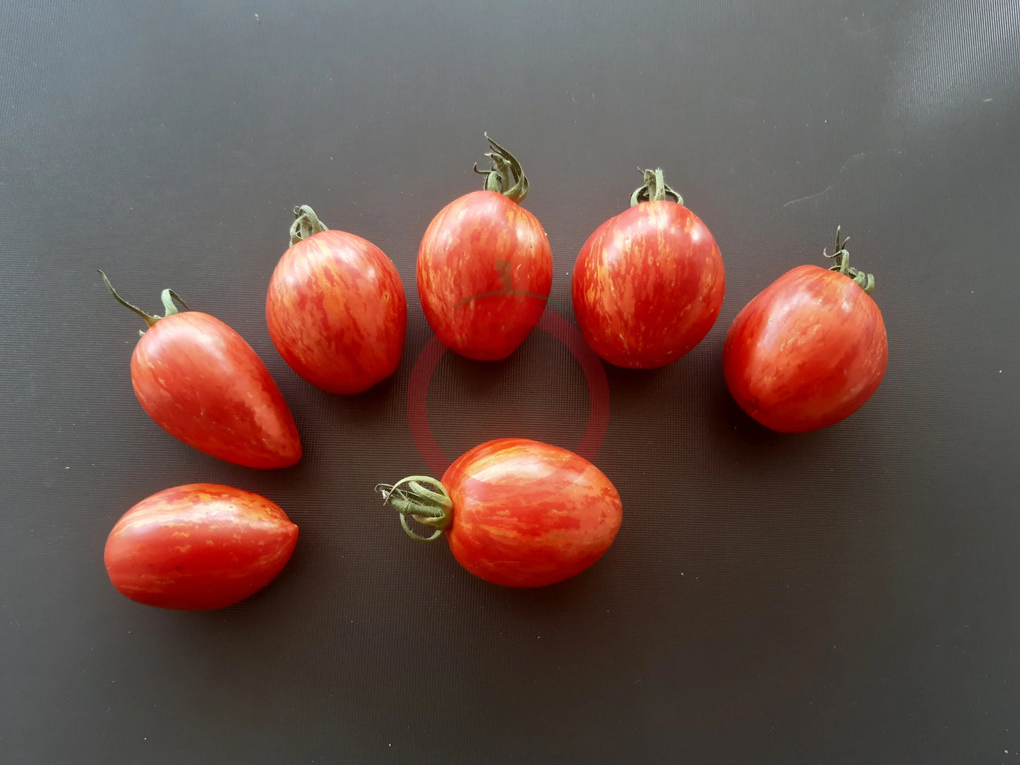 Trenton´s Tiger DER TOMATENFLÜSTERER