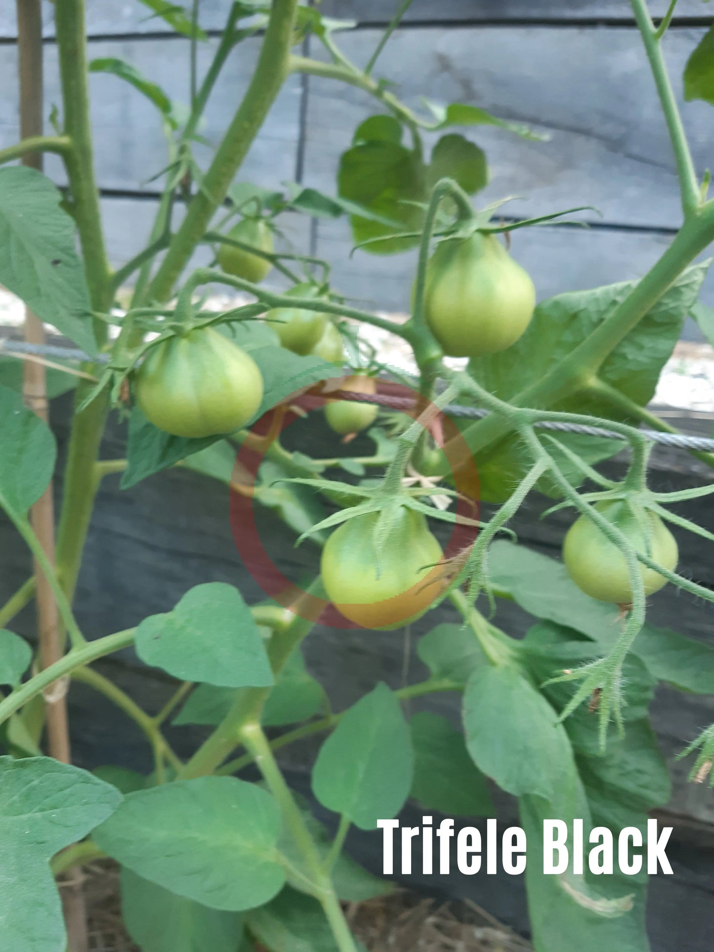 Trifele Black DER TOMATENFLÜSTERER